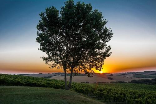 La Vita Nuova Appartements - Appart B&B Morro dʼAlba Exteriér fotografie